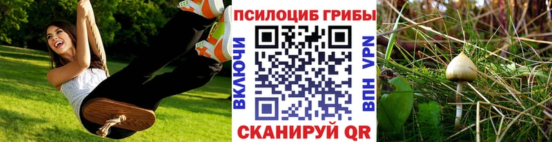 Купить где  Белокуриха  Псилоцибиновые грибы Psilocybine cubensis 